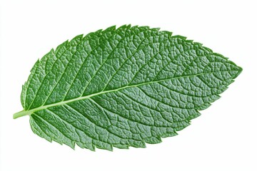 Obraz premium A Single Green Leaf with Veins and Texture