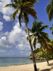 Idyllic tropical beach landscape with coconut palm trees, sea, sand and sun in La Caravelle Beach...