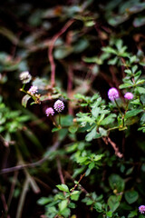 横須賀2411　上町付近　ヒメツルソバ