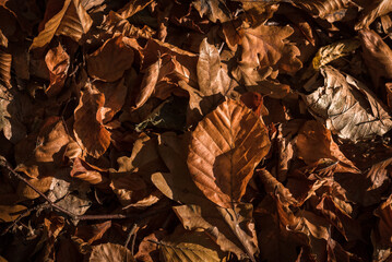 GOLDEN AUTUMN LANDSCAPE - Fallen dry leaves on the ground