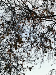 Branches of bare trees intertwined against a gray sky during late autumn