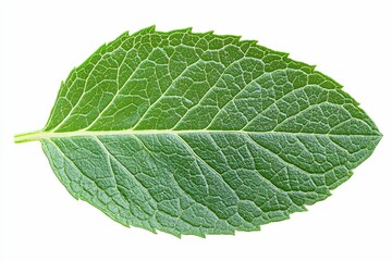 Obraz premium A Single Green Leaf with Prominent Veins