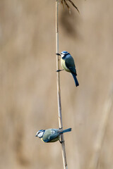 Blaumeisen (Cyanistes caeruleus) im Frühjahr	