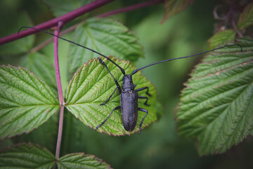 Longhorn Beetle on Leaf