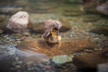 duckling in the water