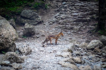 fox on a mountain path, 