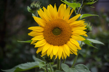 sunflower on a green background