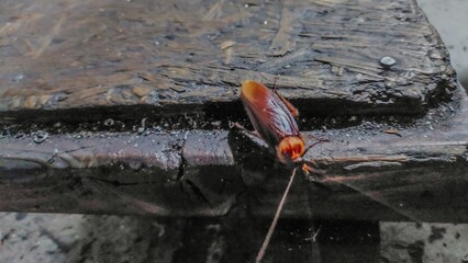 a cockroach landed on the edge of a wooden table 