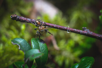 jumping spider on a green leaf