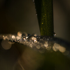 DEWDROPS - Morning moisture on the green plants