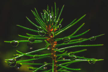 Pine Branch with Water Droplets