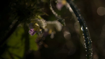 ORCHID - Morning dew on a beautiful and delicate field flower