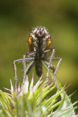 Close-Up View of a Mosquito Perched on a Thistle Plant