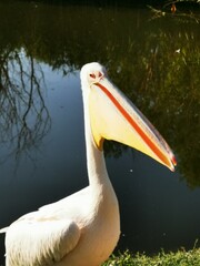 White pelican standing near calm waters during a sunny day with reflections from surrounding trees