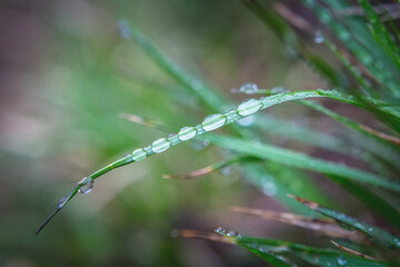 Close-Up of Grass with Glistening Water Droplets as a Background