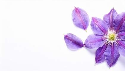 Obraz premium Closeup of Blooming Clematis Flowers and Petals Isolated on White Background. Top View of Flower with Empty Space.