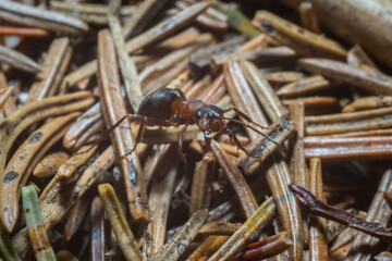 Close-Up of an Ant on Pine Needles
