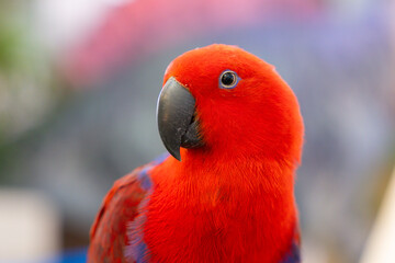 A red and blue parrot is looking at the camera. red Eclectus parrot. © Rattanachat