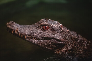 Fototapeta premium Crocodile with Striking Red Eye in Natural Habitat