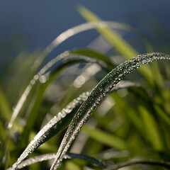 DEWDROPS - Morning moisture on the green plants
