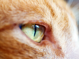 macro of eye cat shot, Extra close up shot of eye of a orange  cat
