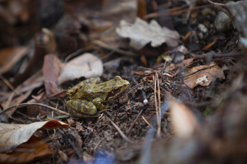 Camouflaged Frog on Forest Floor