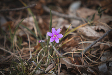 Delicate Liverwort Blooming on the Forest Floor