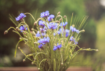 Serene Bouquet of Blue Cornflowers