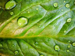 Close-up of fresh young spring green leaf highlighted reveal green leaf texture sprinkled with...