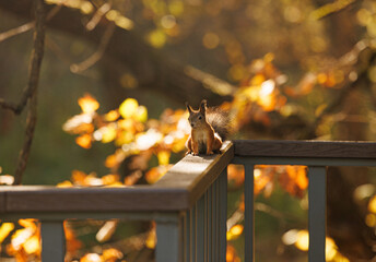 A curious squirrel perches on a wooden railing bathed in golden autumn light