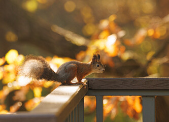 Curious squirrel exploring a wooden railing amid colorful autumn leaves in a sunlit forest setting