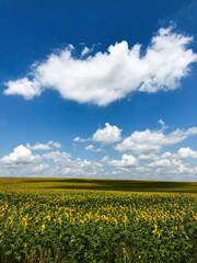Obraz premium Vast sunflower field under a bright blue sky with white clouds