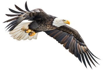 Fototapeta premium American bald eagle animal flying bird.