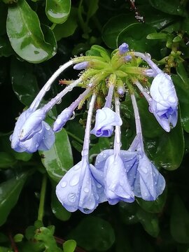 Plumbago auriculata. El jazm&iacute;n azul. Malacara. Celestina. 