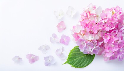 Fototapeta premium Closeup of Blooming Hydrangea Flowers and Petals Isolated on White Background. Top View of Flower with Empty Space.