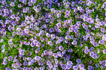 Obraz premium Vibrant Cluster of Purple Flowers in Bloom
