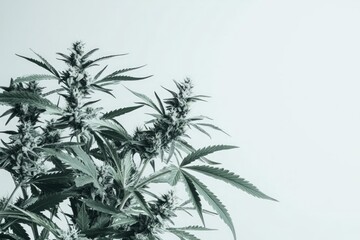 Obraz premium Cannabis flowers isolated on white background 