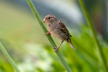 Moineau domestique, .Passer domesticus, House Sparrow