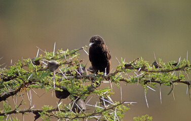 Traquet  brun,.Myrmecocichla aethiops, Anteater Chat