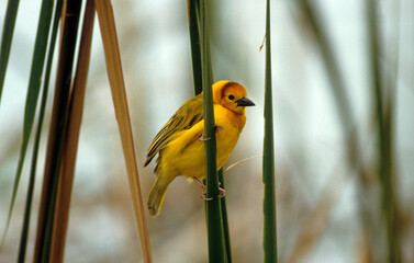 Tisserin de Taveta,.Ploceus castaneiceps, Taveta Weaver