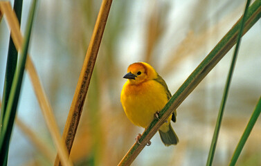 Tisserin de Taveta,.Ploceus castaneiceps, Taveta Weaver