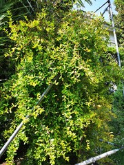 Fototapeta premium Green climbing plant flourishing over a trellis in a garden setting during bright daylight in springtime