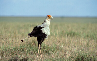 Messager sagittaire,.Sagittarius serpentarius, Secretarybird, Tanzanie