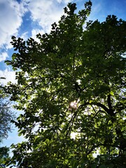Fototapeta premium Sunlight filtering through vibrant green leaves on a sunny day in a tranquil park
