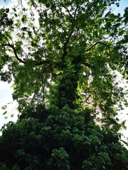 Fototapeta premium A lush green tree reaching towards the sky, surrounded by vibrant foliage during a sunny afternoon in the park