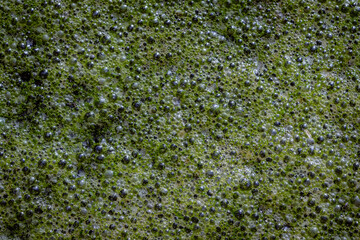 Green algae with air bubbles on a lake surface