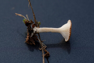 Common Funnel Cap mushroom - Clitocybe gibba