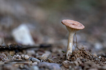 Common Funnel Cap mushroom - Clitocybe gibba
