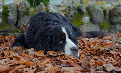 Bernese Mountain Dog is resting on autumn leaves 