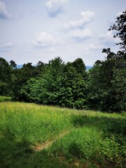 Fototapeta premium Lush green landscape with trees and clouds in the distance on a sunny day at a hillside location